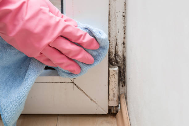 Best Basement Mold Remediation in Grandview, OH